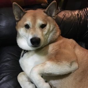 Meet your Posher, Trisha